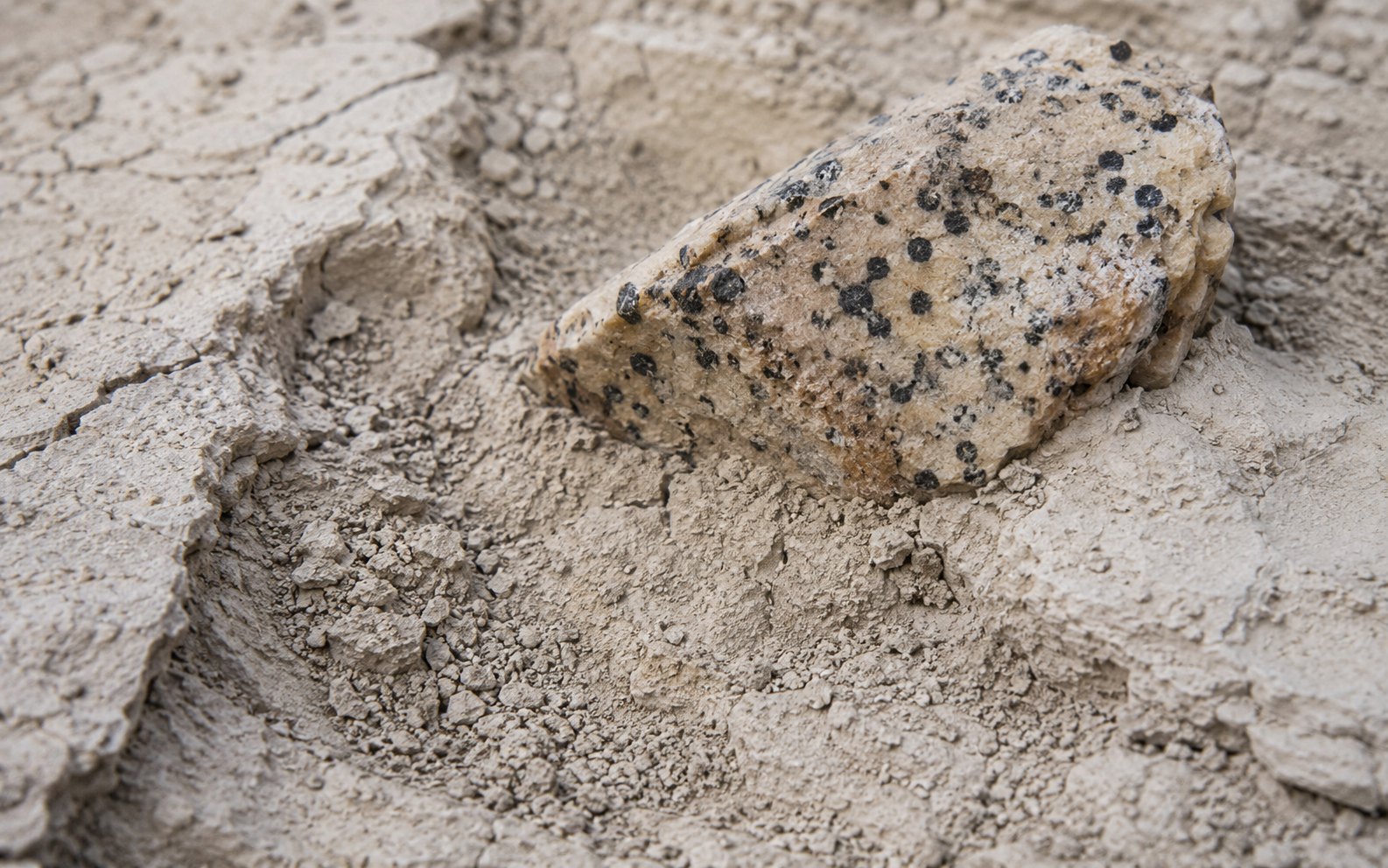 Dalmatian Jasper stone image for the L&H Atelier Stone Library jewelry guide